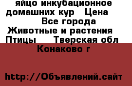 яйцо инкубационное домашних кур › Цена ­ 25 - Все города Животные и растения » Птицы   . Тверская обл.,Конаково г.